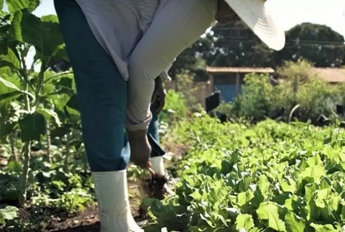 Cadastro Nacional da Agricultura Familiar (CAF) já substitui as DAPs