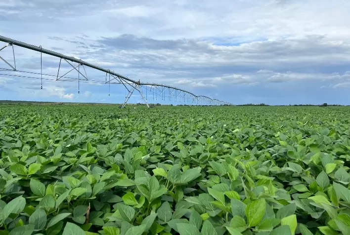 BrasilAgro vende parte de fazenda na Bahia com TIR de 52,4%