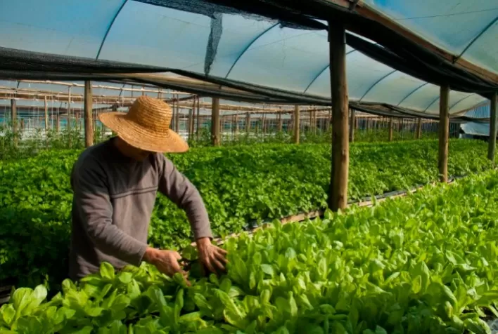 Olericultores aumentam produtividade com ATeG