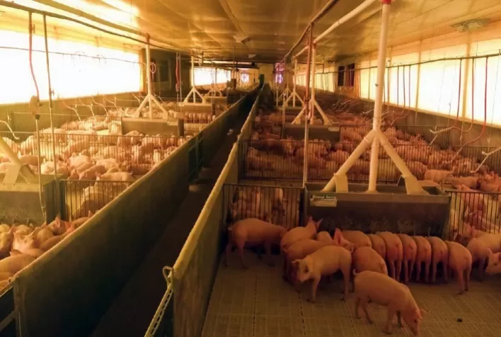 Desempenho do suíno, na granja, na 46ª semana de 2022, terceira de novembro