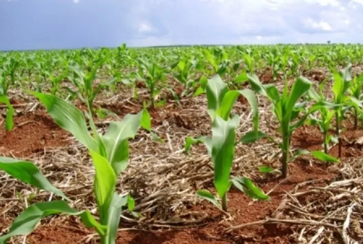 AgRural: Plantio de milho verão chega a 82% com áreas secas em MG e GO