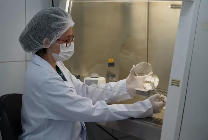 Controle da cigarrinha-do-milho registra avanço no País com suporte de bioinsumo à base do fungo Beauveria bassiana