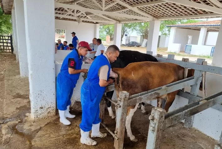 Produtores rurais recebem capacitação de inseminação artificial em bovinos