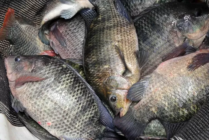 Importante centro de piscicultura, Morada Nova (MG) é o mais novo local de coleta do Indicador de Preços da Tilápia