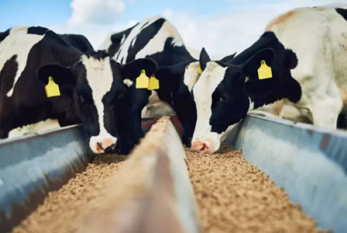 Planejar a nutrição de vacas leiteiras: ação fundamental para quem quer produzir mais (e melhor!)
