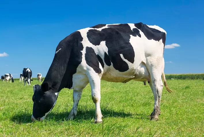 Com o verão se aproximando, produtores devem redobrar a atenção para evitar danos provocados pelo estresse calórico na produção animal