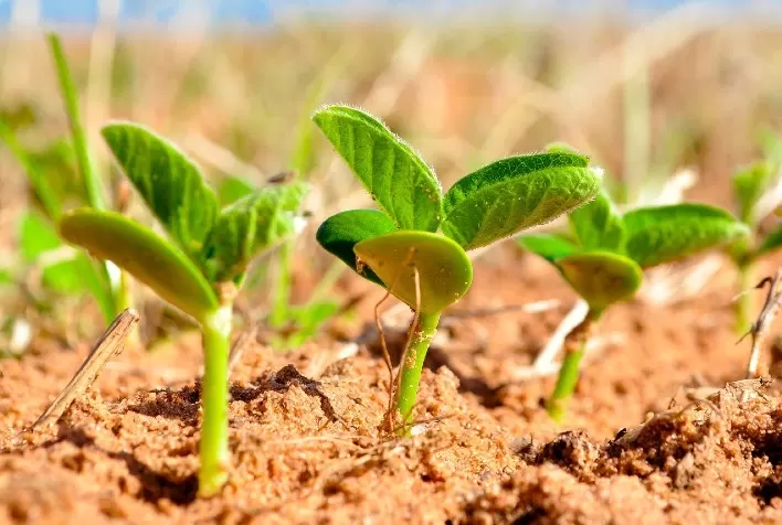 Soja: 92,5% de área semeada em Mato Grosso do Sul