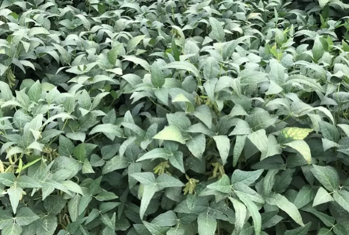 Estudos indicam que bioestimulante eleva produtividade da soja em mais de 10 sacas por hectare, segundo fabricante