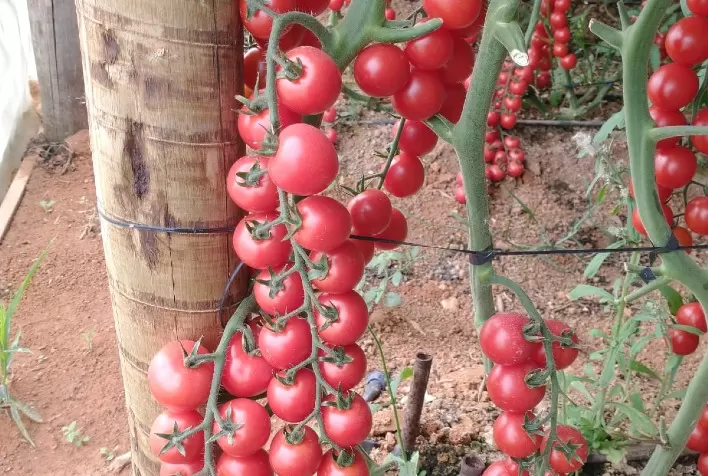 Fertilizante orgânico contribui com a diminuição do preço dos alimentos