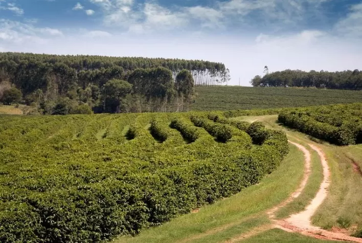 Café produzido na região de Garça (SP) consegue reconhecimento de Indicação Geográfica