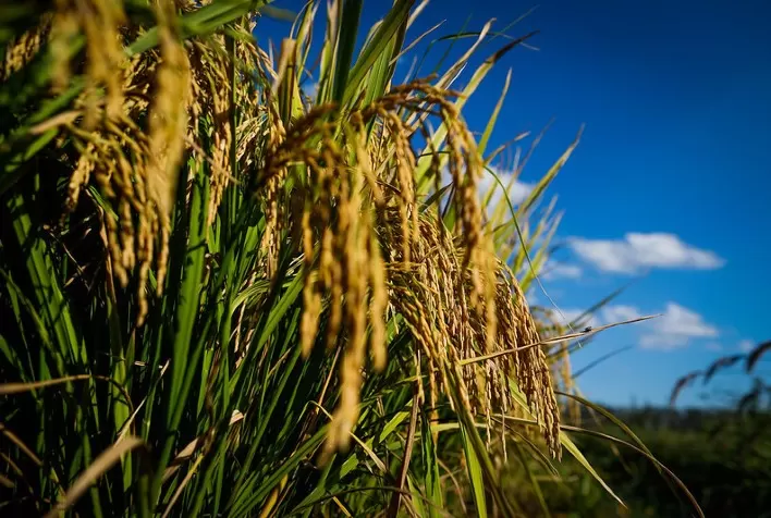 CNA pede suplementação de R$ 200 MI para o Seguro Rural