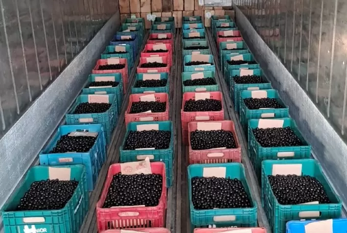 Produtores mostram receitas tradicionais no Festival da Jabuticaba de Sabará