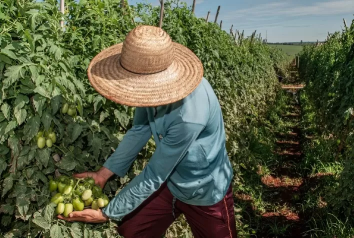 Tomate: preço sobe pelo segundo mês consecutivo