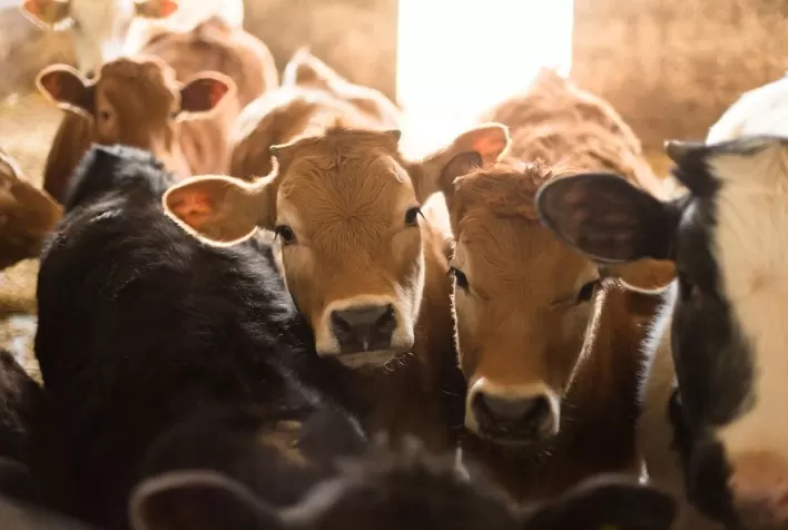 Pecuária sustentável é possível e essencial na emergência climática