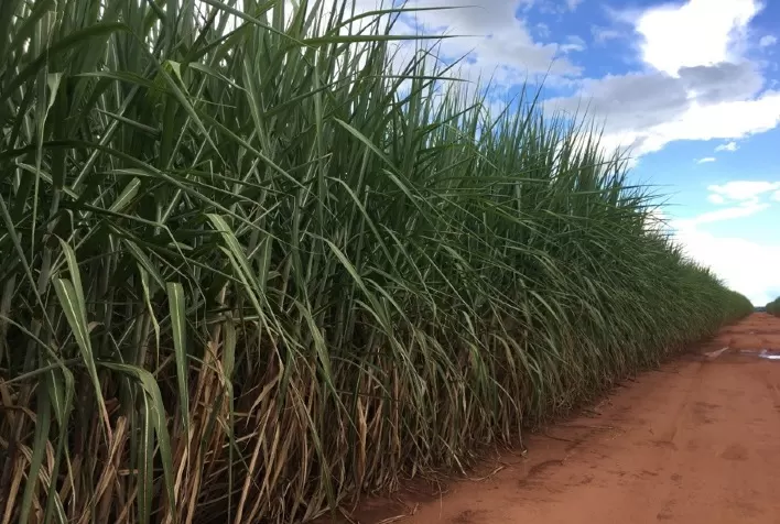 Produtividade da cana-de-açúcar no Centro-Sul tem crescimento médio de 7,9% no acumulado de abril a outubro desta safra, mostra Boletim do CTC