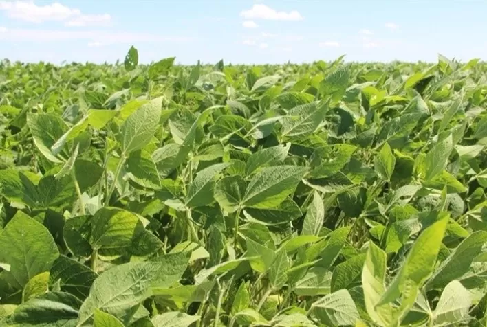 Primeira estimativa de custo da safra da soja em Mato Grosso aponta queda de 2,6%