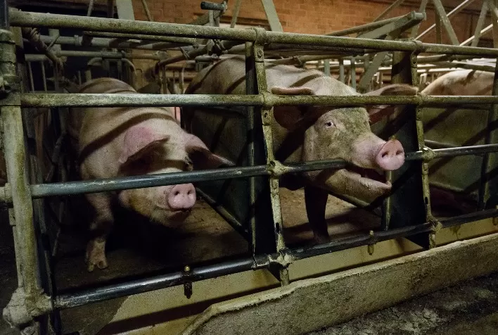 Terceira edição do Observatório Suíno da Alianima aponta melhorias gradativas e gargalos no bem-estar animal no Brasil