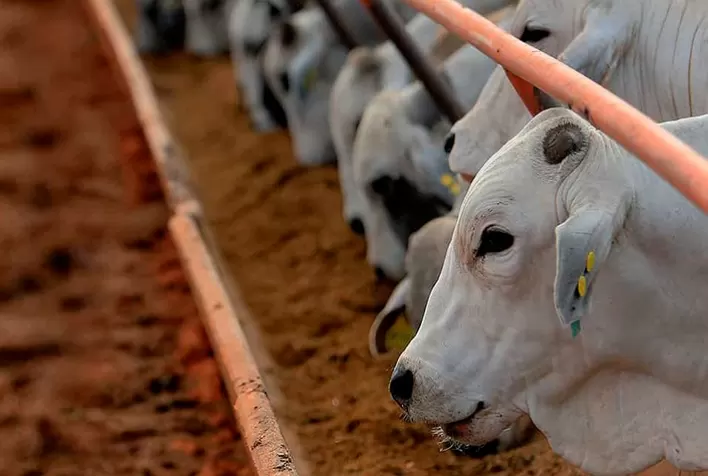 Confinamento de gado em Mato Grosso tem 3ª queda consecutiva