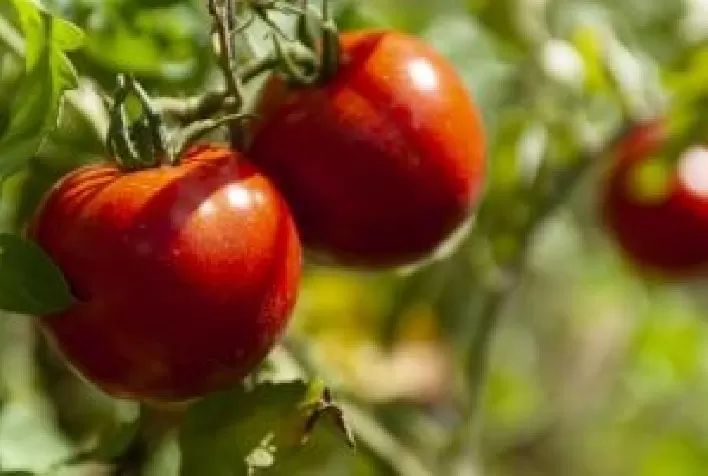 Demanda de tomate desacelera a curto prazo