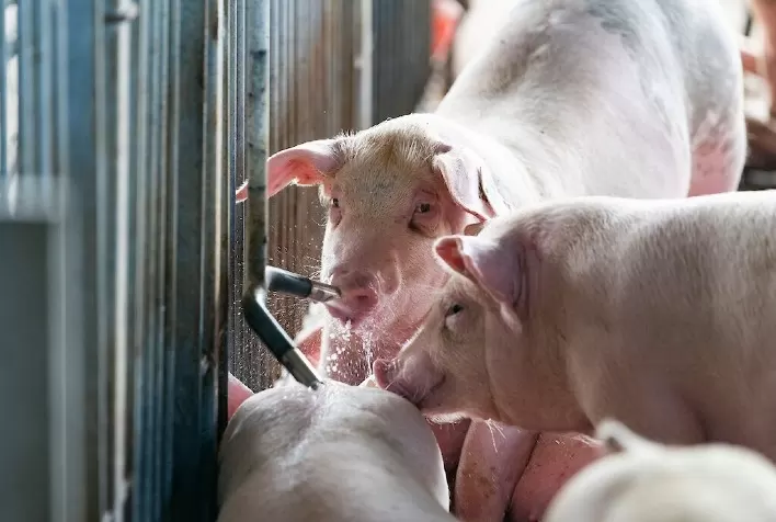 Qualidade da água afeta o desenvolvimento dos suínos e a produtividade das granjas, alerta médica veterinária da Auster Nutrição Animal