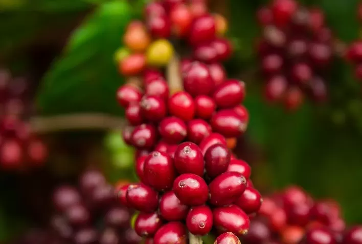 Agricultores e agrônomos do Brasil rebaixam expectativas da safra de café de 2023