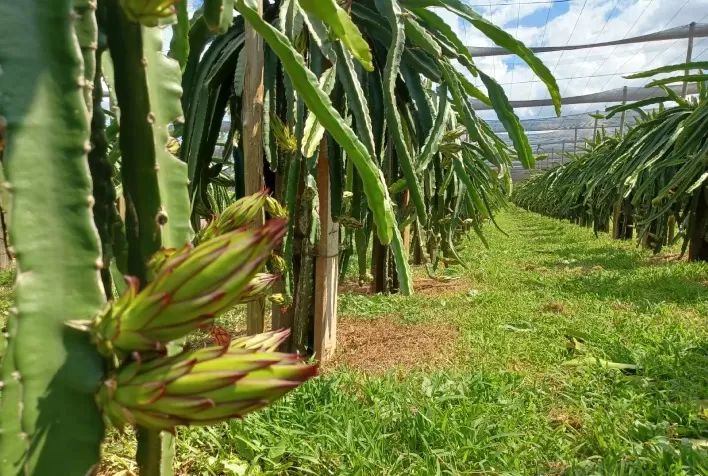 Produção de pitaia, destaque do Boletim Agropecuário, é discutida em encontro estadual