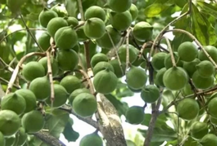 Produtores recebem orientações sobre o cultivo de macadâmia