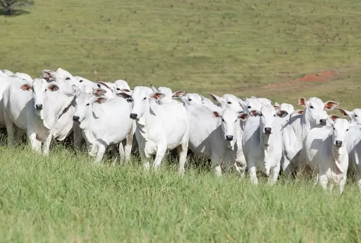 Minerva Foods, Phibro Saúde Animal e Biogénesis Bagó anunciam os vencedores do Programa de Eficiência de Carcaça (PEC) em 2022