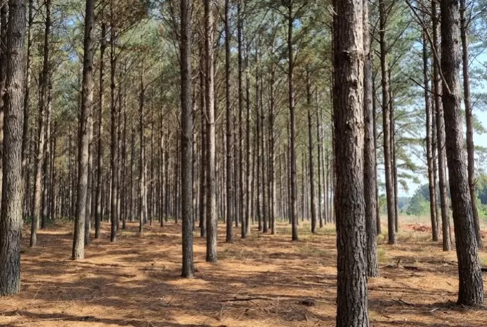 Metodologia facilita acesso e customização de dados do setor florestal