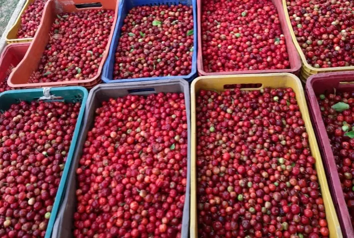 Marketplace transforma a vida de empresário do ramo de acerola na região de Nova Alta Paulista