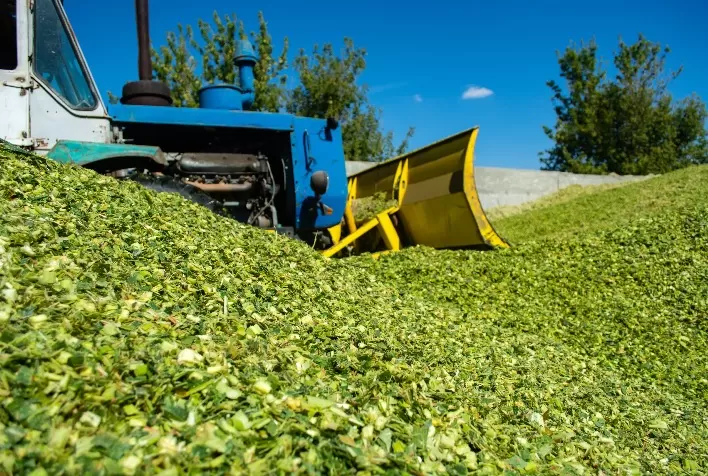 O que o produtor precisa saber sobre inoculante de silagem