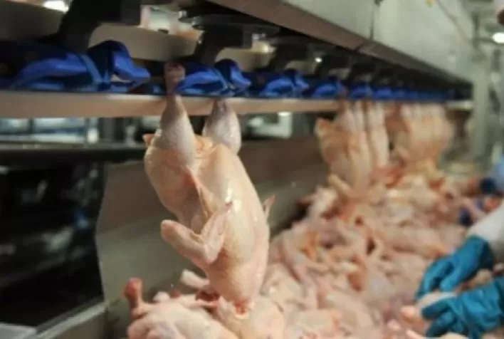 Desempenho do frango abatido em novembro e nos 11 primeiros meses de 2022