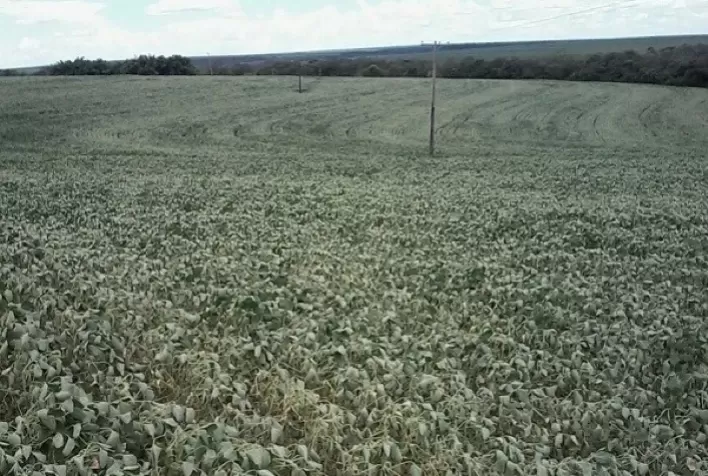 Chuvas irregulares reduzem o desenvolvimento das lavouras de soja em Mato Grosso