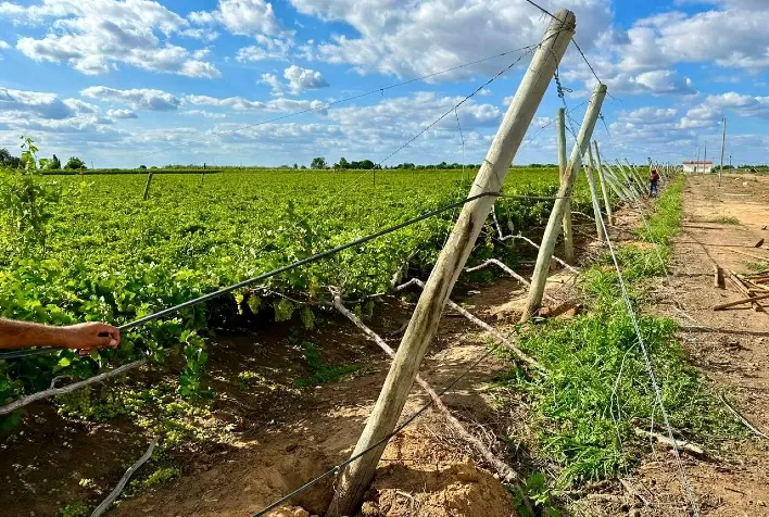 Produtores de uvas de Petrolina - PE enfrentam prejuízos com as últimas chuvas