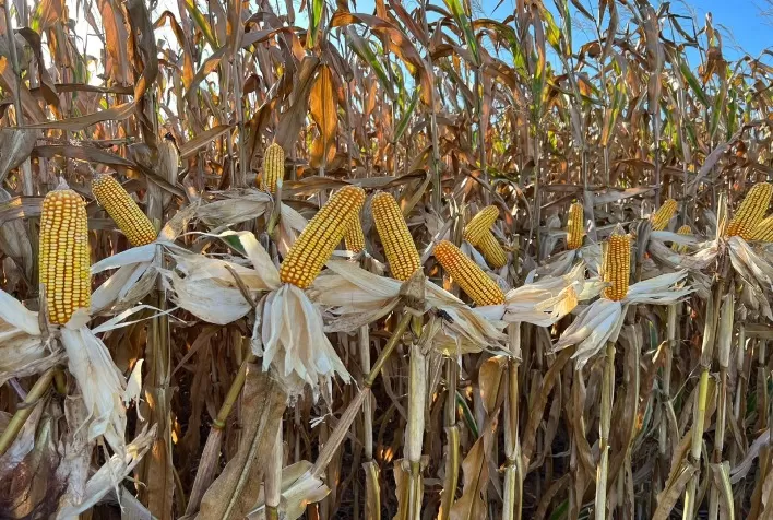 Campeão de concurso de produtividade alcança 248 sacas de milho por hectare ao investir em manejo sustentável