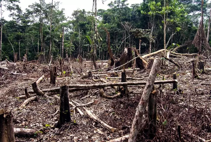 Desmatamento na Amazônia cai 11,27% em 2022, mostram dados do governo