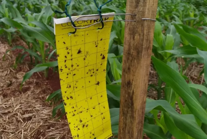 Adapar instala armadilhas para capturar cigarrinhas do milho e ampliar estudo sobre doença