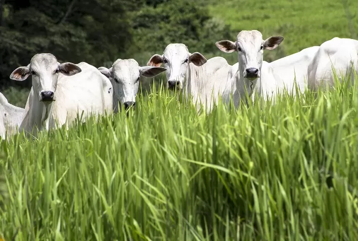 Cobre, nutriente fundamental na nutrição de bovinos