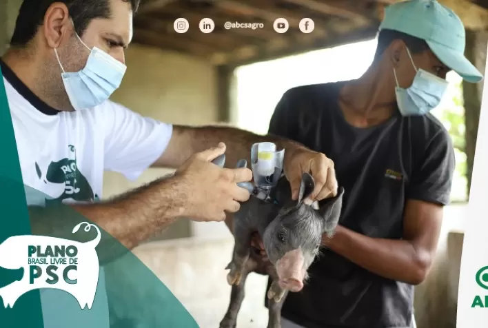 ABCS inicia 3ª etapa da campanha de vacinação contra PSC em Alagoas