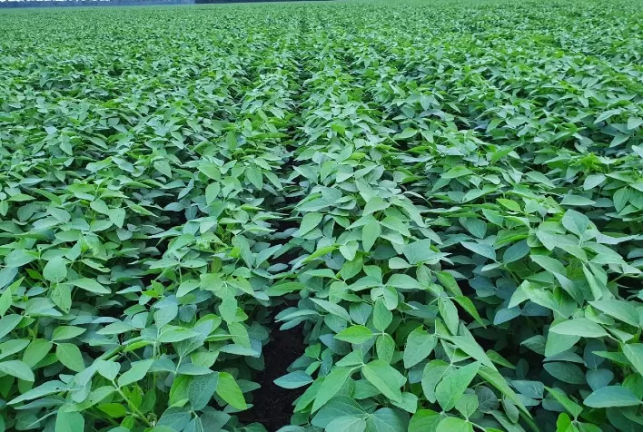 Quais os cuidados para garantir uma boa safra de soja em diferentes condições climáticas?