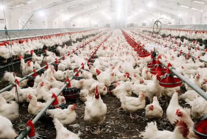 Cerca de 70% do frango consumido no Catar é brasileiro