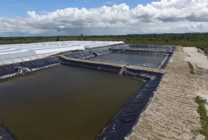 Tanque para criação de camarão precisa ser de boa qualidade