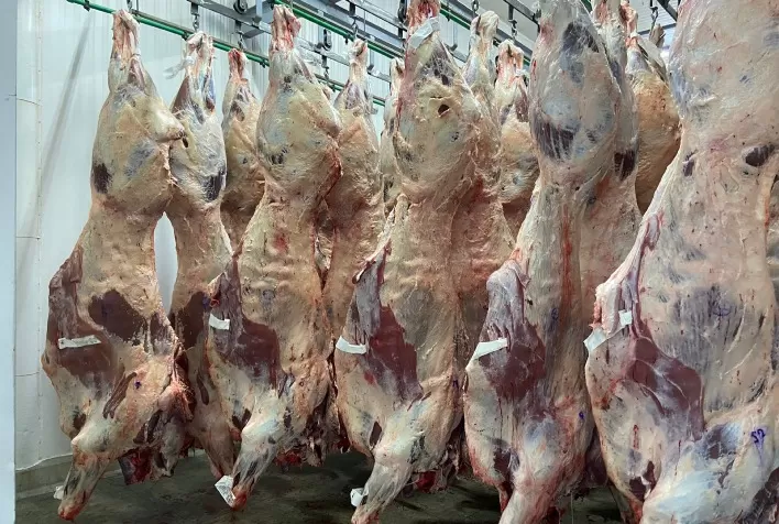 Frigoríficos de Mato Grosso reduzem abate de fêmeas e instituto prevê maior retenção do gado no pasto