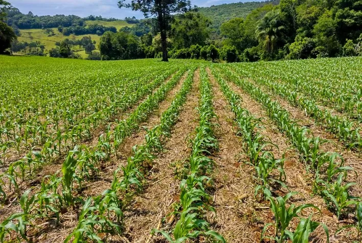 Plantio da safra verão 2022/23 de milho atinge 96,7% no Brasil – SAFRAS