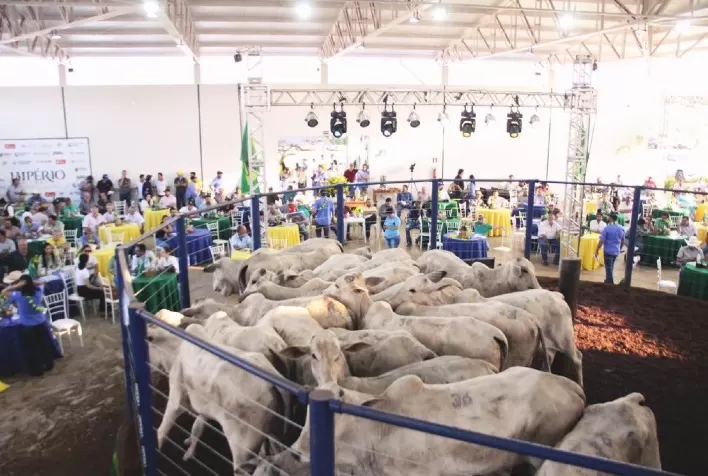 Império Leilões completa um ano com oferta de 5 mil animais