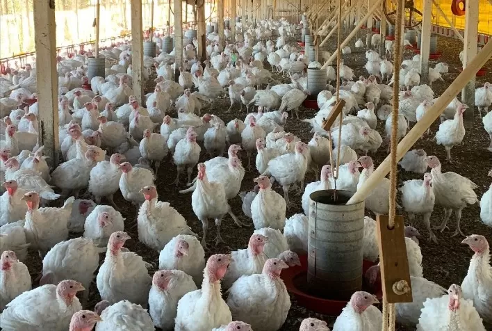 Produção de perus e aves natalinas pode aumentar até 5% no Rio Grande do Sul
