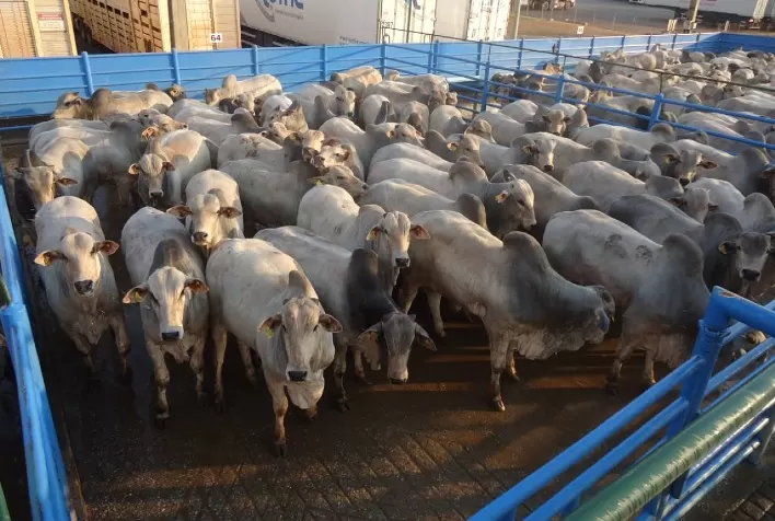 Boi vivo: demanda por parte dos frigoríficos favoreceu reajuste junto aos pecuaristas