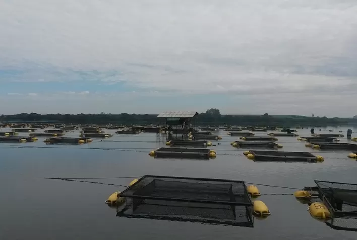 Tocantins é capaz de criar tilápias até dois meses mais rápido que os principais estados produtores