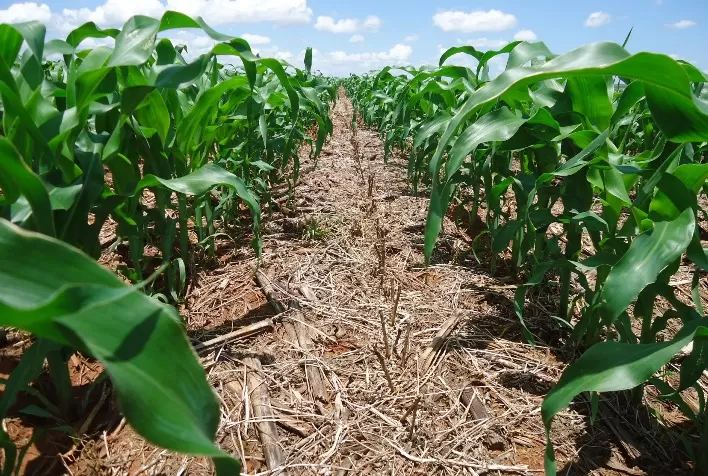 Mato Grosso deve plantar quase 100% da safrinha de milho 23 dentro da janela ideal