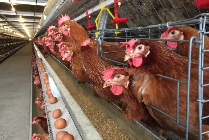 Na pandemia, preço do frango e do ovo no varejo apenas acompanham a cesta básica
